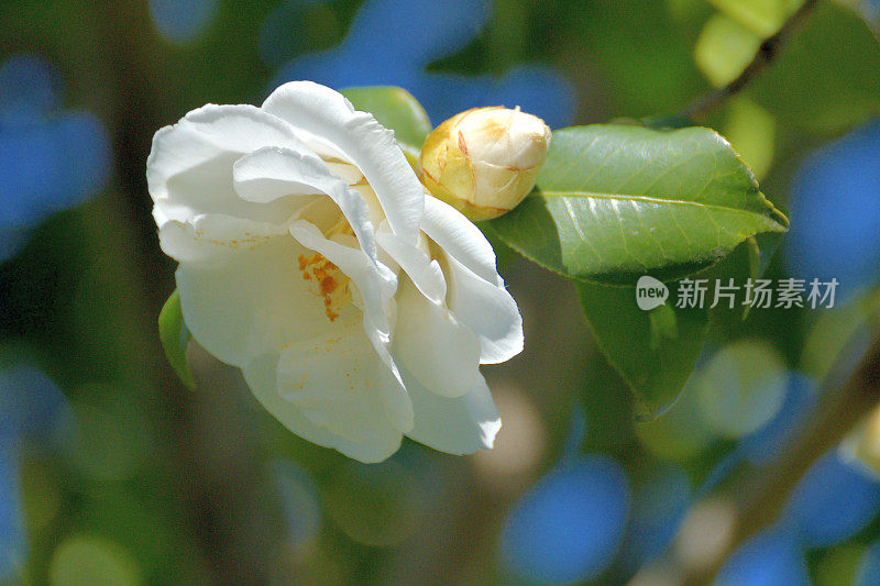 茶花/日本茶花